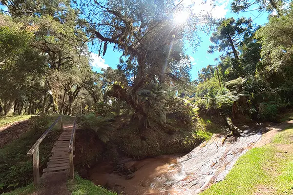 Bosque Gato de Botas em Monte Verde