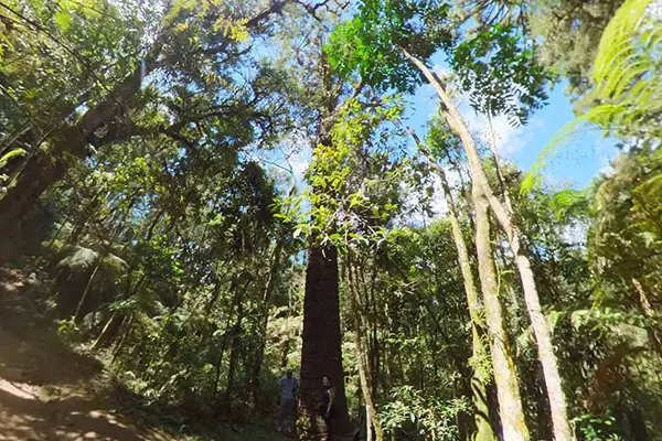 Trilha do Pinheiro Velho em Monte Verde Minas Gerais